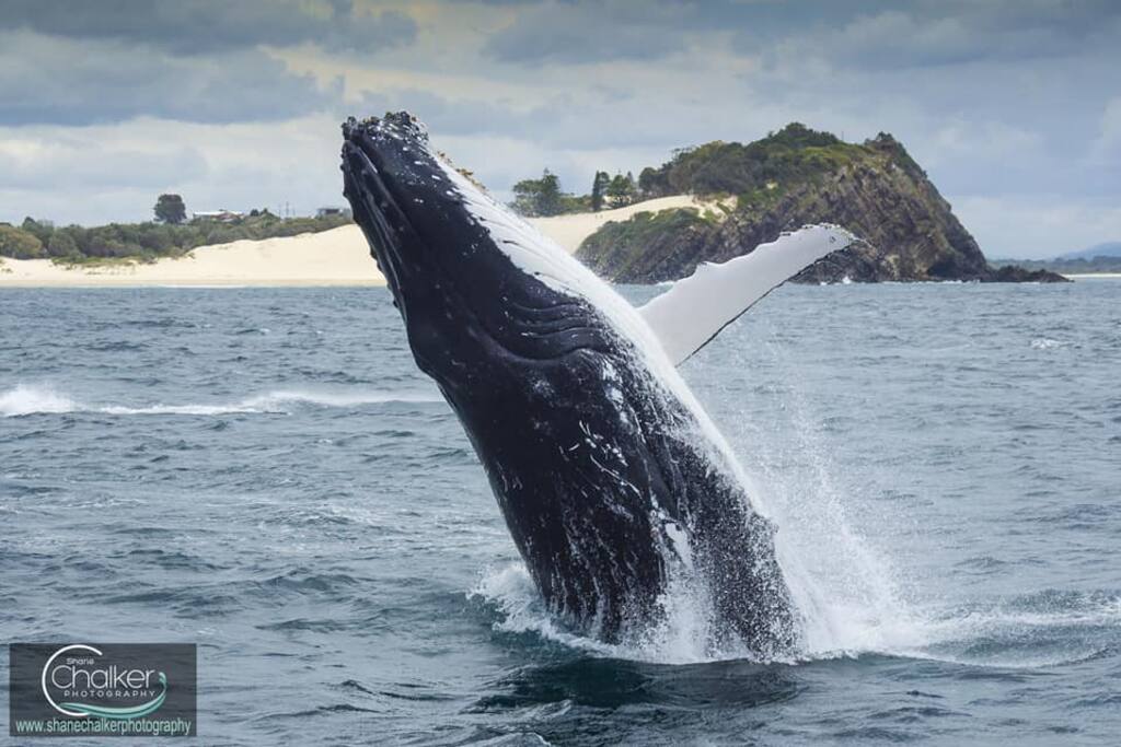 Whales at One Mile Beach from peak around September to November