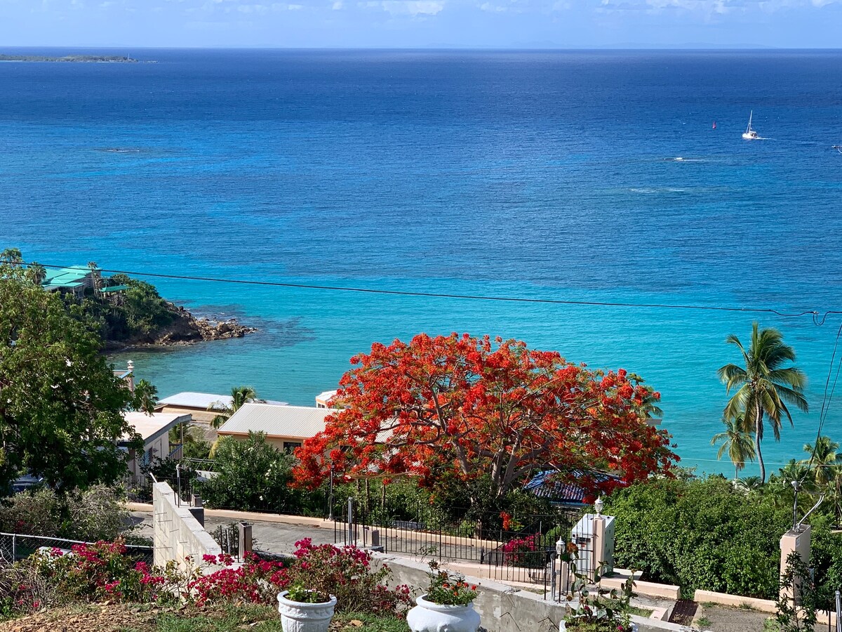 The image captures a vibrant coastal view featuring turquoise waters meeting the horizon under a clear blue sky. A lush green landscape with palm trees and blooming flora adds to the scenery, while a striking red flowering tree stands prominently in the foreground.