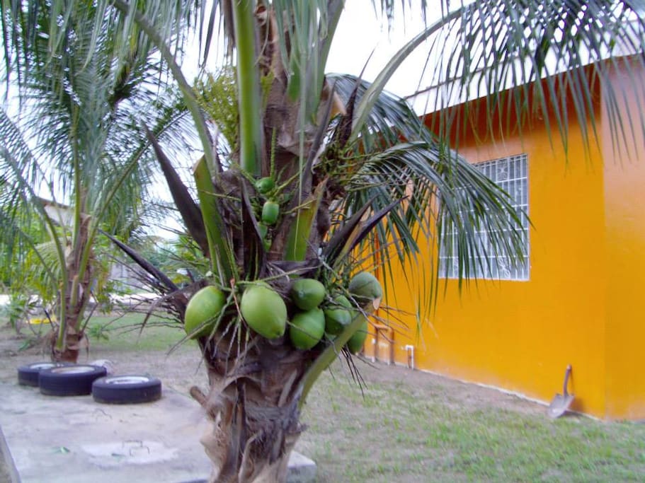 Stop by any of the many coconut trees in Los Lagos Gardens and have a cool sip of coconut water whenever you feel like it