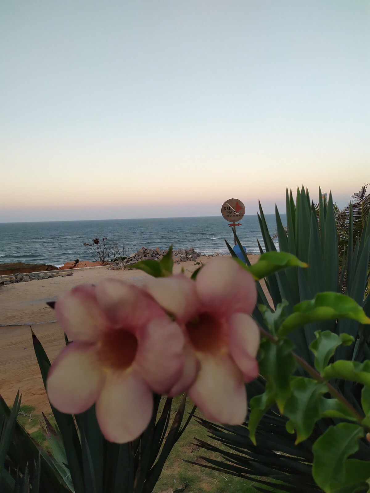 The image captures soft pink flowers in the foreground, framing a view of the ocean in the background. The calm sea extends to the horizon, where the sky transitions from pastel hues to deeper shades, hinting at dusk. A tranquil atmosphere is suggested by the serene landscape.