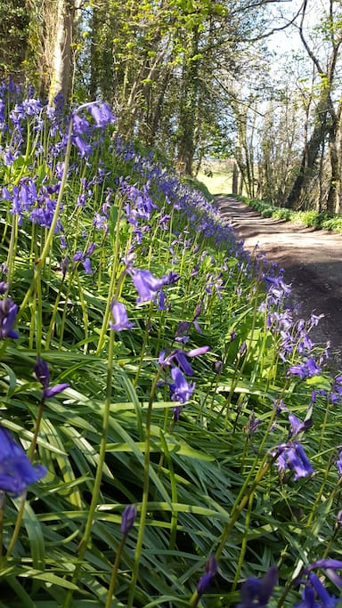 The wildflower lane leading to the cottage