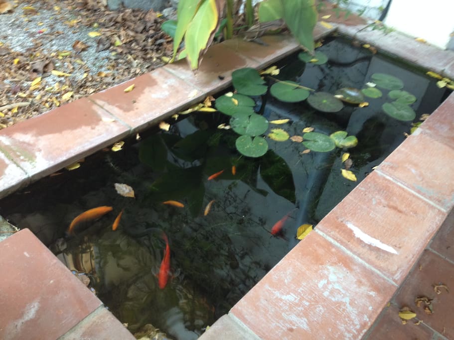 Fish pond outside Bedroom 1