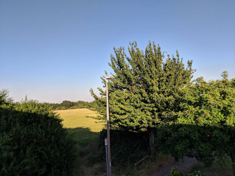 We are surrounded by lovely green spaces. :)