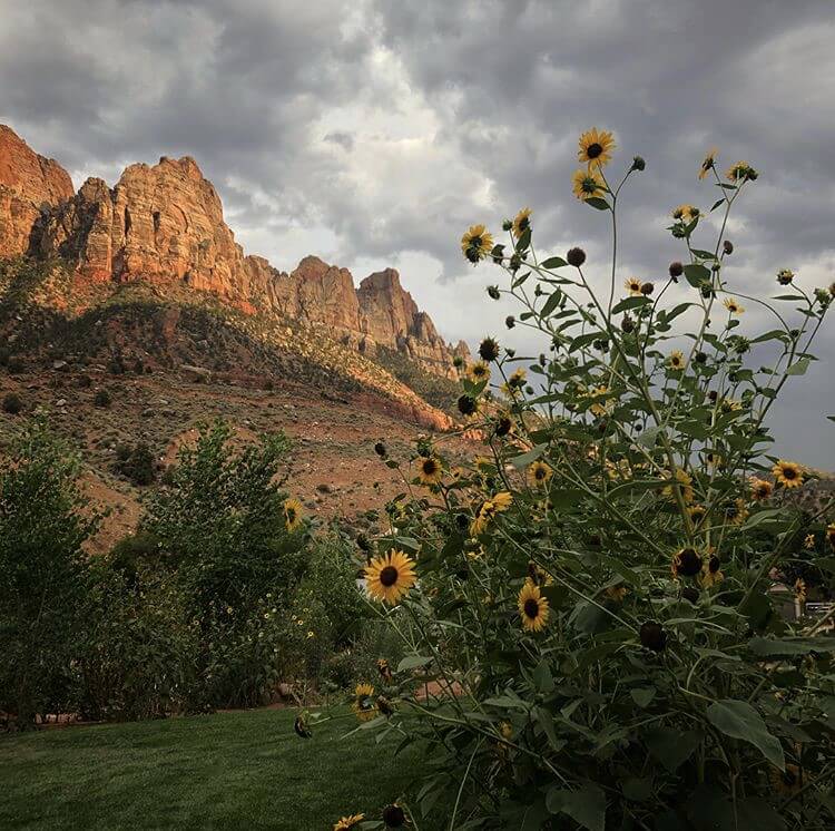 A vibrant display of sunflowers stands prominently in the foreground, with lush greenery surrounding them. Behind, the rugged canyon walls are illuminated by soft light under dramatic, cloudy skies, showcasing the natural beauty of the area.