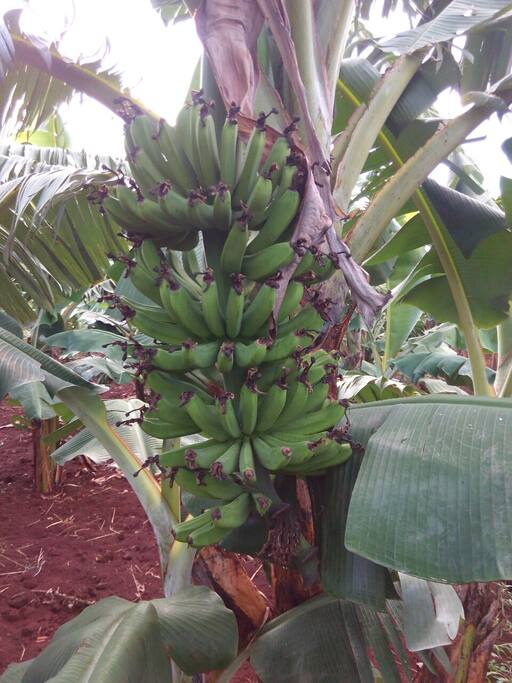 Farm with natural foods