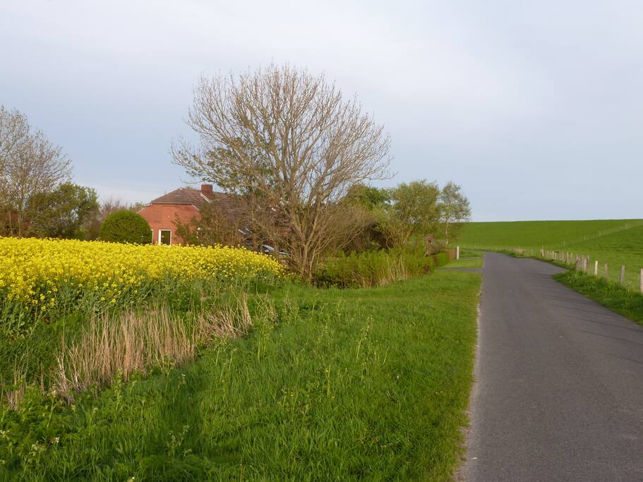 Süderdeichstrasse