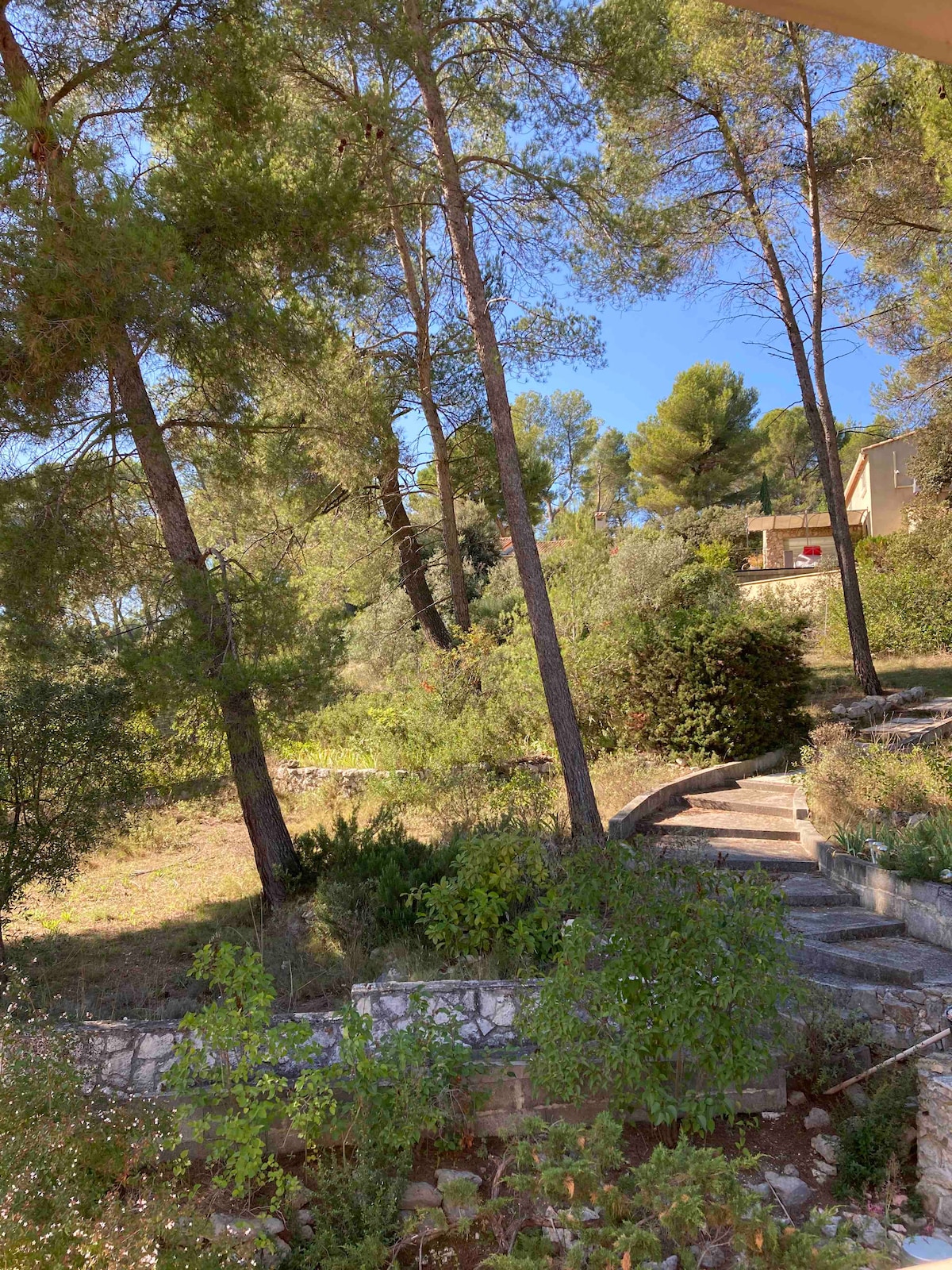A scenic view of a garden area is presented, featuring tall trees and a winding stone pathway. Lush greenery surrounds the path, creating a serene natural setting. Sunlight filters through the branches, highlighting the tranquil atmosphere of the outdoor space.