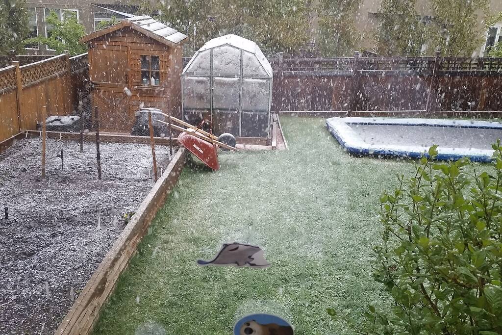 BACKYARD VIEW FROM KITCHEN