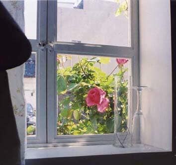 A window framed by light curtains reveals a blooming rose bush outside, with delicate pink flowers prominently displayed. A glass vase and a slender glass are positioned on the windowsill, complementing the view of greenery and cityscape beyond.
