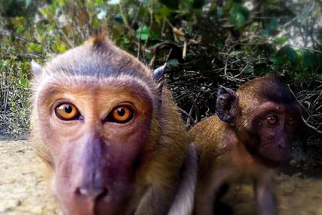 Meet Mangrove Monkeys