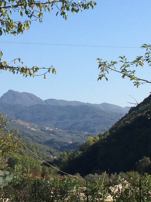 view from the garden