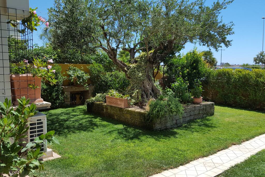 ULIVO SECOLARE NELL'INGRESSO GIARDINO