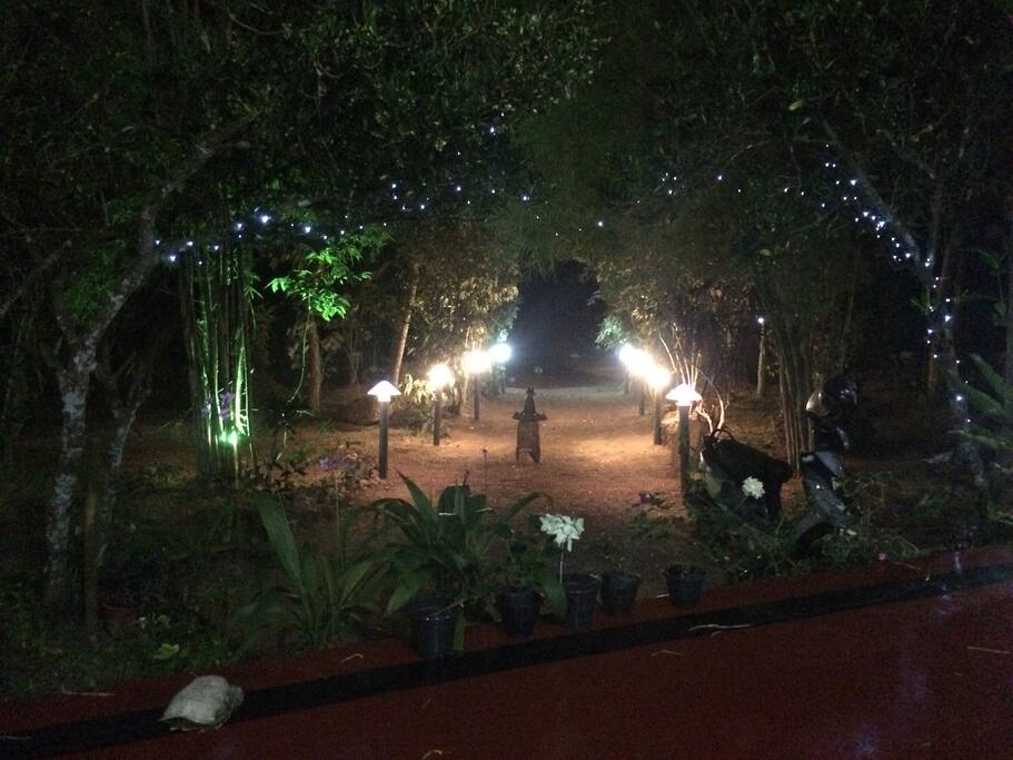 Mimosa garden lights