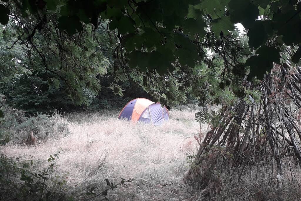 Surrounded by trees in the Fairy fort