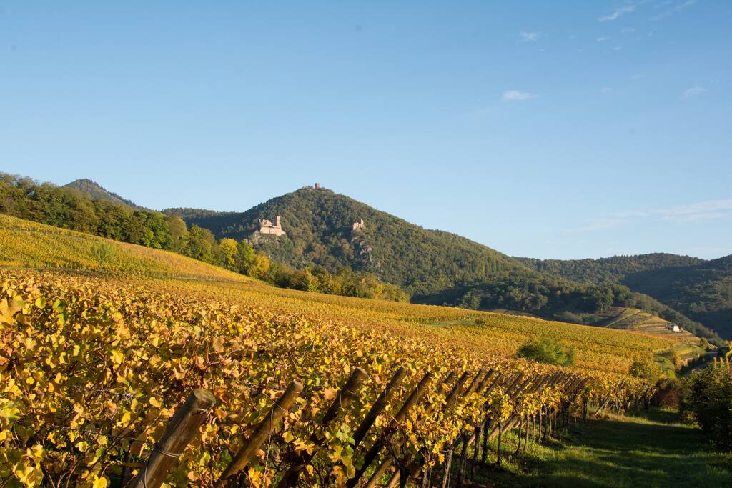 Paysage d'automne à Ribeauvillé