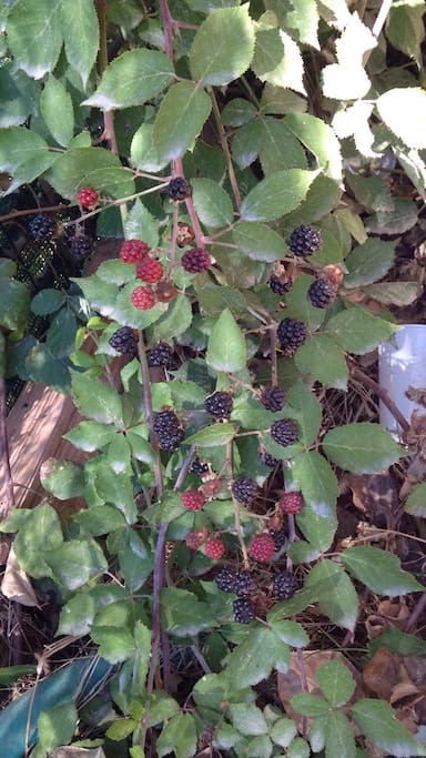No Grocery! you got your "gelsi" (Sicilian blueberries)