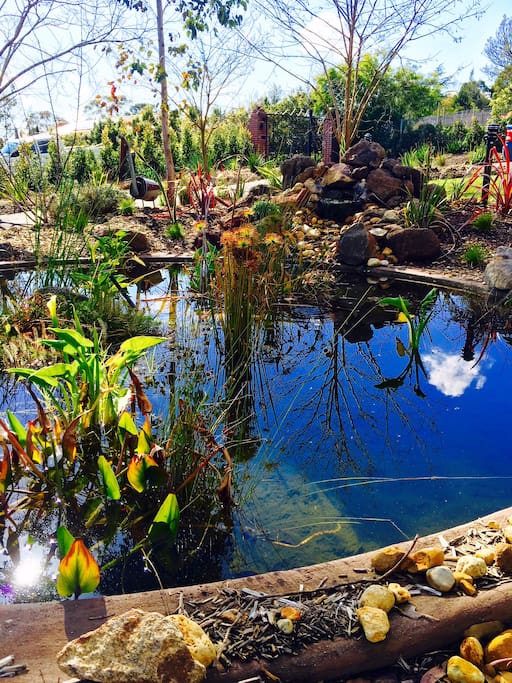 Relaxing pond.