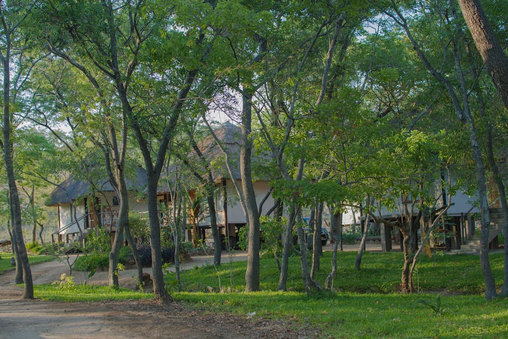 The four tree houses engulfed in leafy trees.