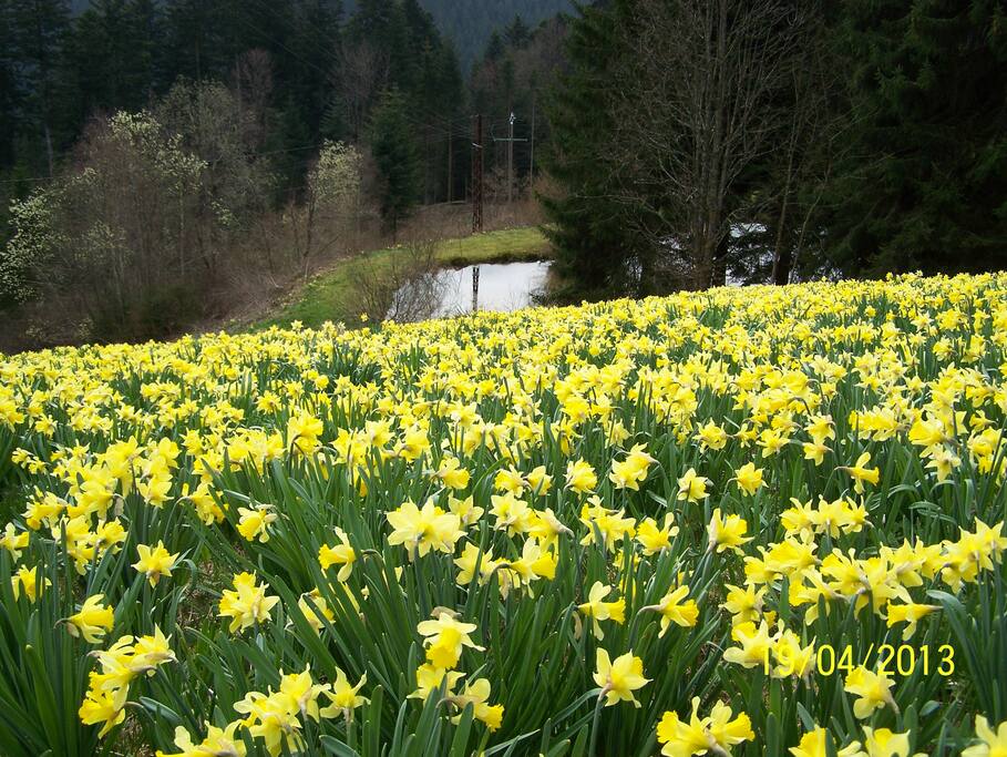 au pays des jonquilles