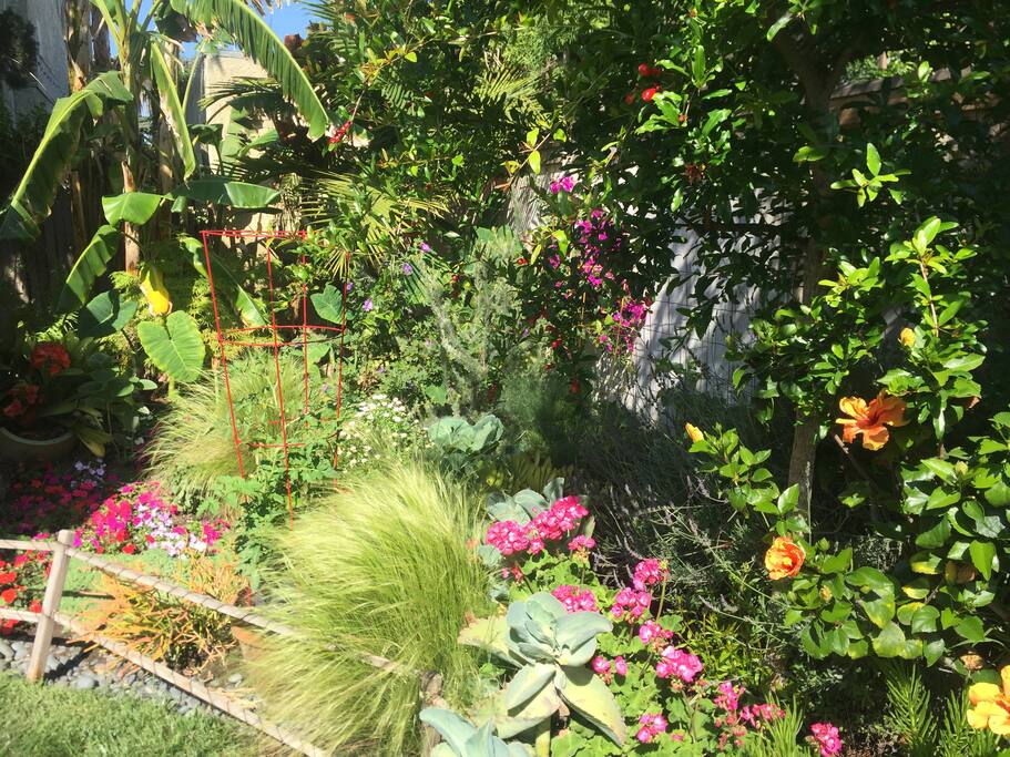 Fruit trees and flowers attract butterflies and humming birds