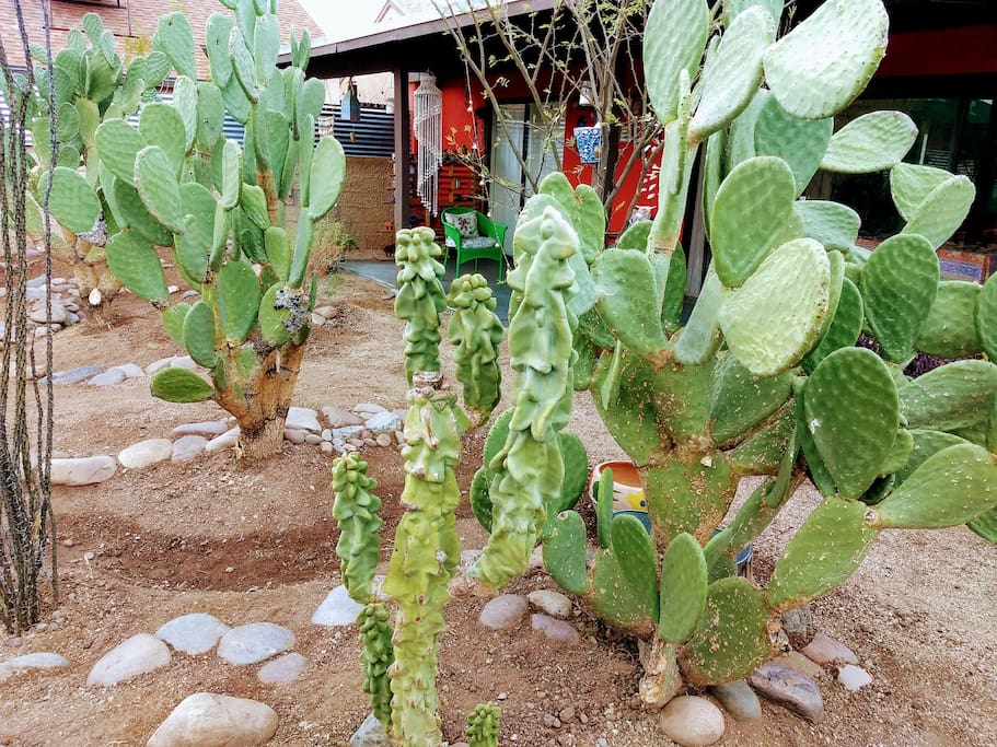 Tucked away in the cactus, front yard