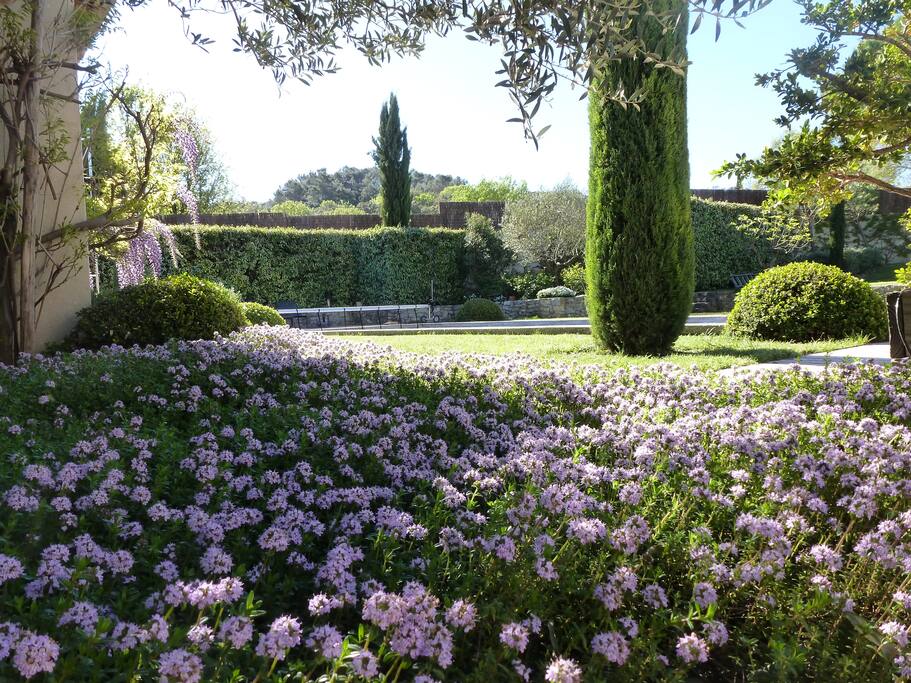 Le massif d'herbes aromatiques au printemps