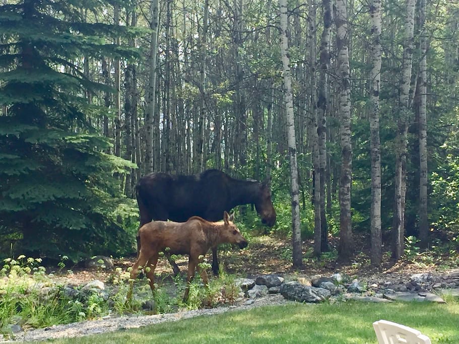 We neve know when a moose or two might show up.