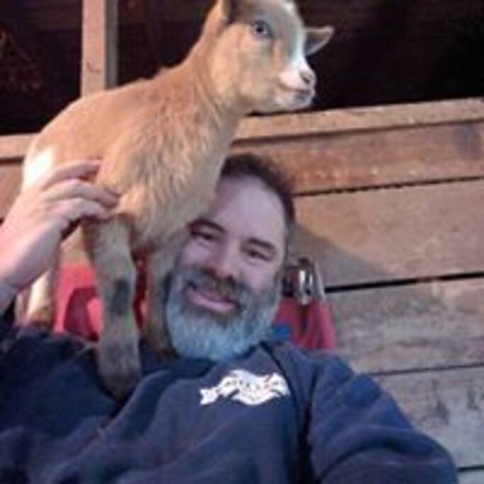 Circus goat