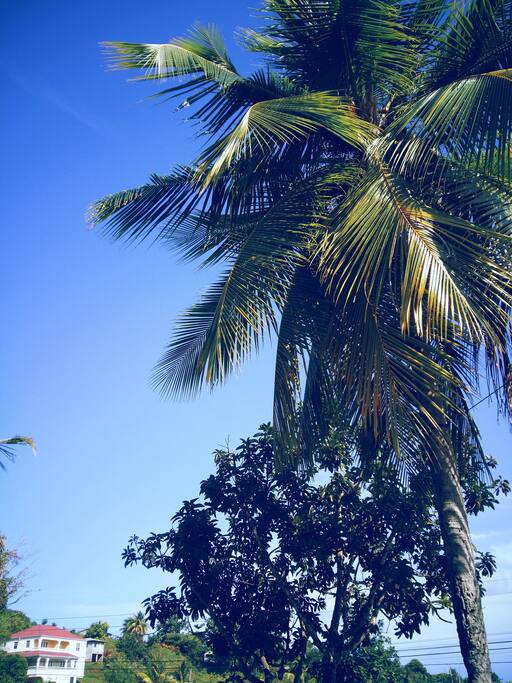 you can drink fresh coconut water at your door step.