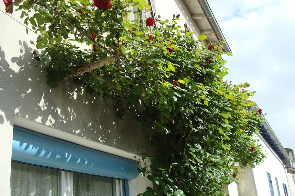 façade extérieur sur la rue de la maison avec rosier gimpant