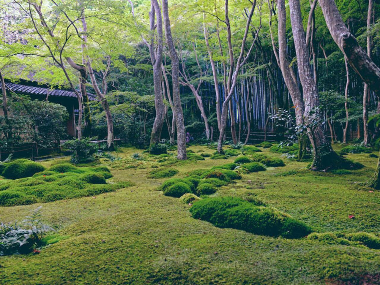 祇王寺 高孤佳人冷峻苔色 京都旅游攻略 尽在airbnb爱彼迎 祇王寺 高孤佳人冷峻苔色 京都旅游攻略 尽在airbnb爱彼迎