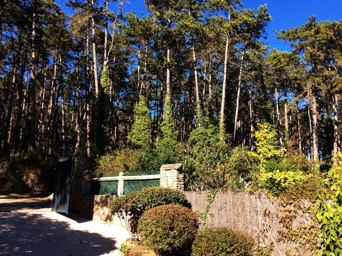 A natural landscape featuring towering trees in full foliage, surrounded by vibrant greenery. A stone wall borders the area, with well-maintained bushes and shrubs in varying shades of green. The clear blue sky enhances the sense of serenity, inviting a connection with nature.