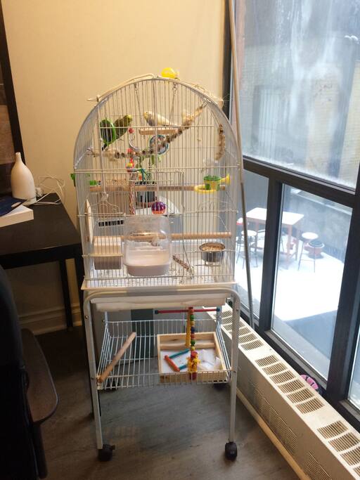 2 lovely Budgies! Please let us know if you have an issue with them staying - things can be arranged :)