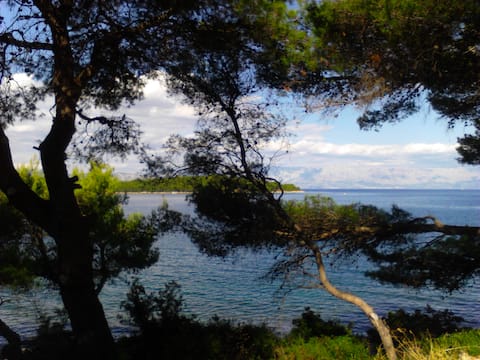 AP MORE - on the sea, in the forest