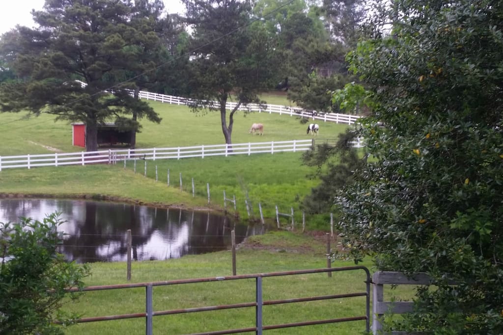 Pasture with horses and ponds.