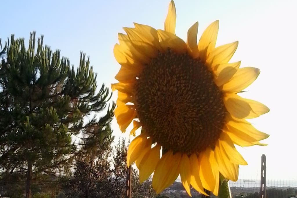Giant Sunflowers at Happy Aia