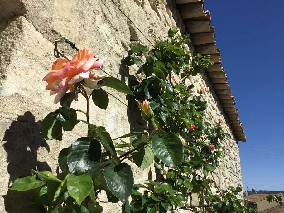 un superbe rosier au chaud sur le grand mur de pierre, côté jardin