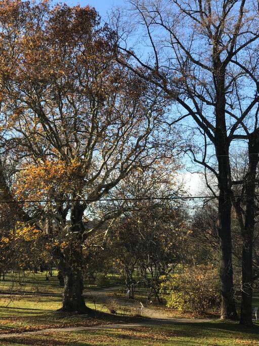 View from the lounge room to the botanic gardens