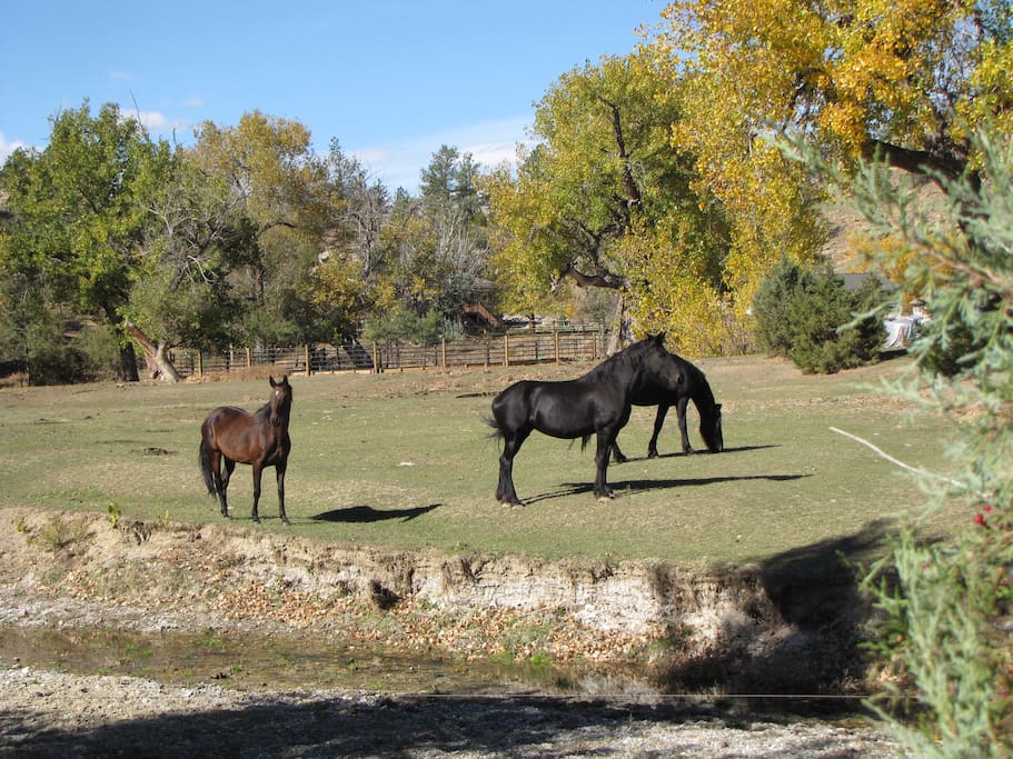 The view, just steps away from your door. The horses belong to the neighbors, but we get to enjoy their beauty!