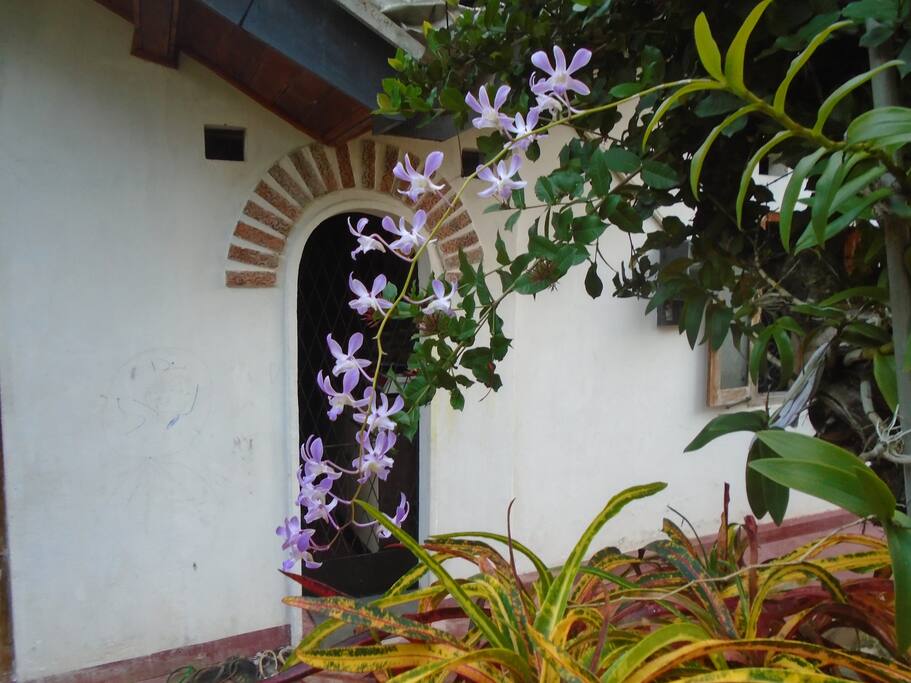 flowers in the garden.........