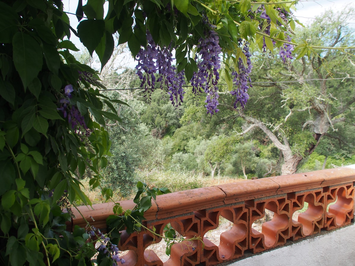 A vibrant display of purple wisteria hangs from lush green foliage, framed by a decorative terracotta railing. The background features a dense landscape of trees and hills, creating a natural setting that invites exploration.