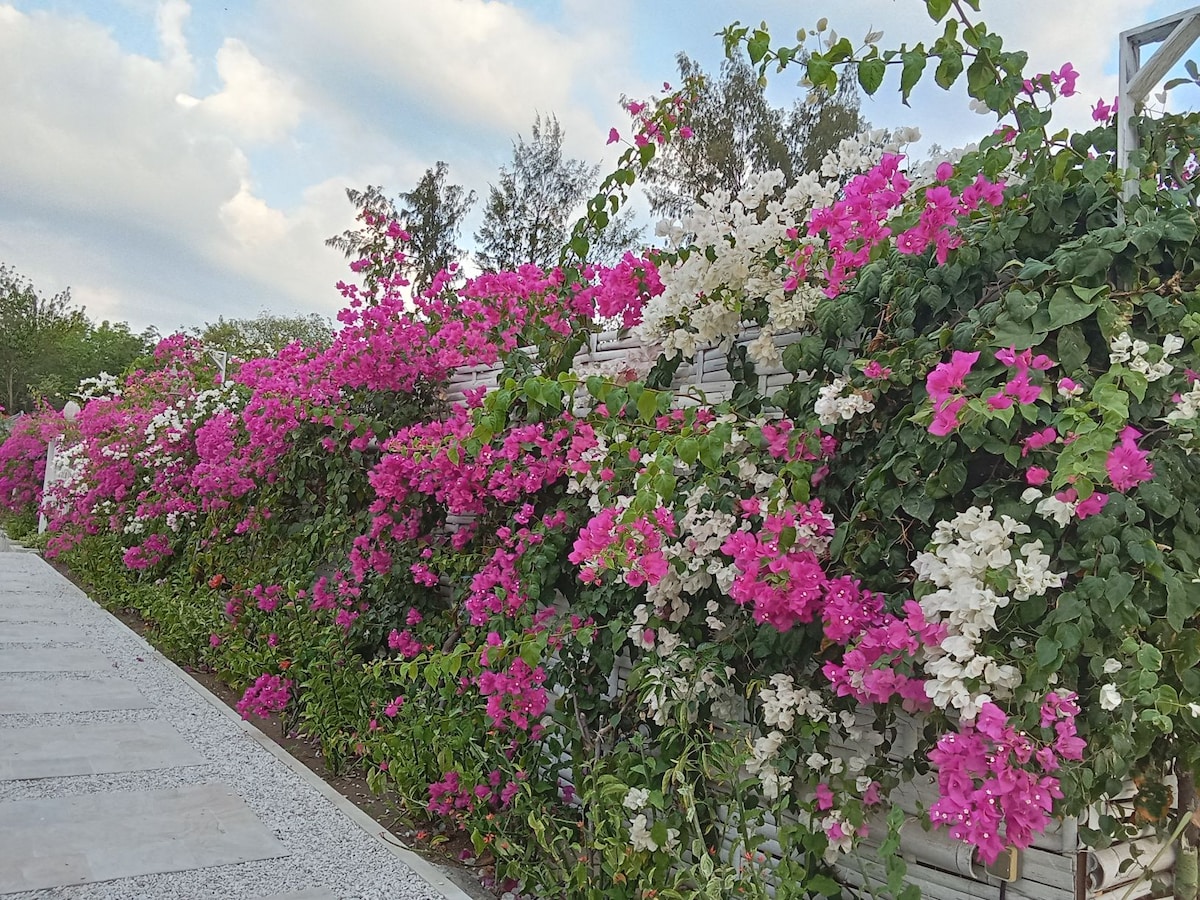 A lush garden pathway is lined with vibrant bougainvillea, featuring clusters of bright pink and white blooms. The greenery complements the floral display, while the sky above is filled with scattered clouds.
