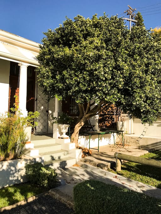 Morning light traditional front 'stoep', fishpond and daybed where a vast orange jasmine tree scents the air and grapes droop in the height of summer.