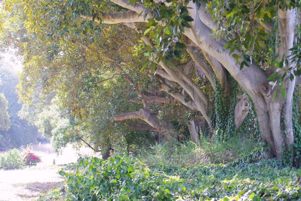Grove of Fig trees