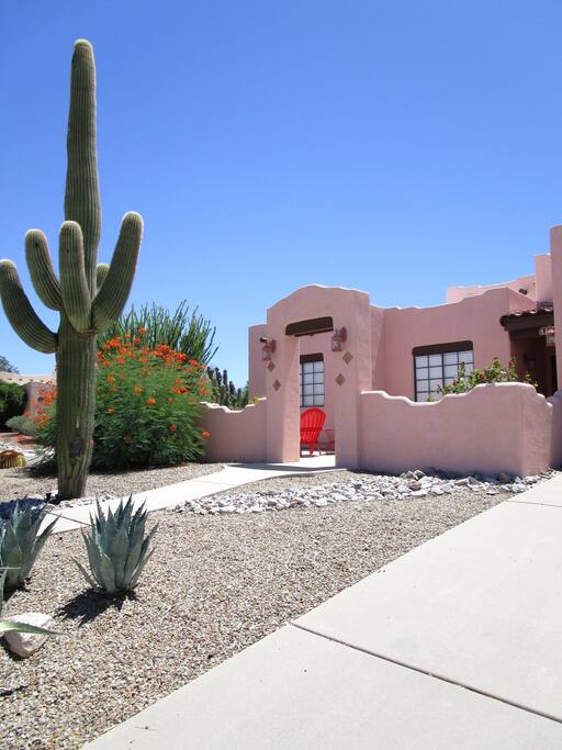 Huge cactus!