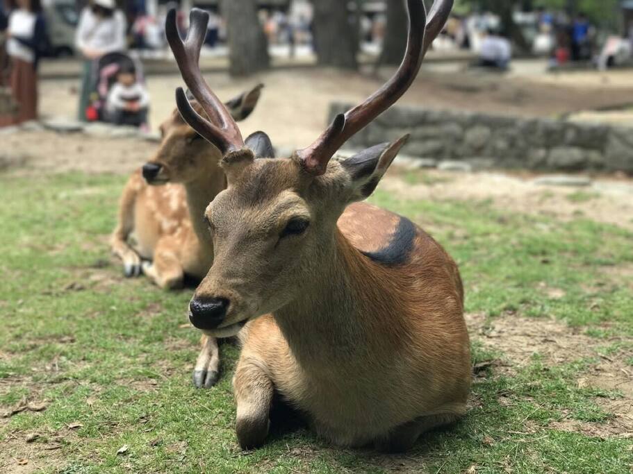 奈良 好客的房东 疯狂的小鹿 大阪旅游攻略 尽在airbnb爱彼迎