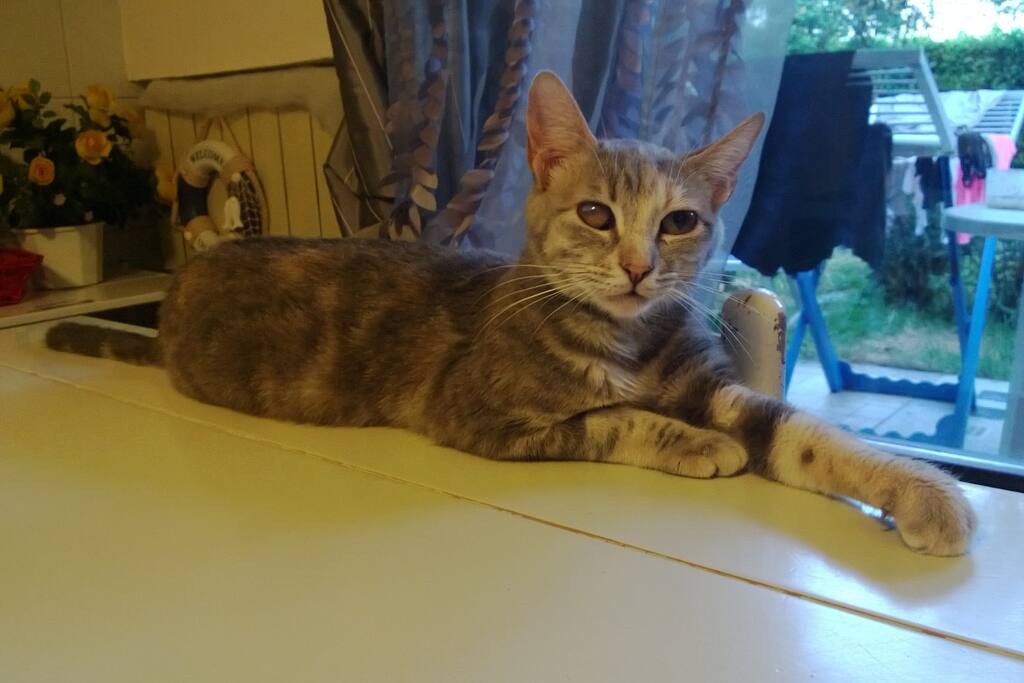Leela e la meditazione