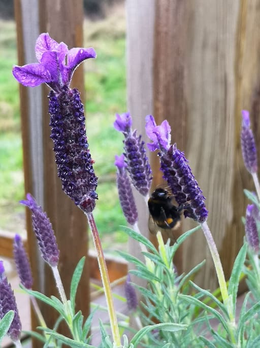 flowering lavender in yard 1