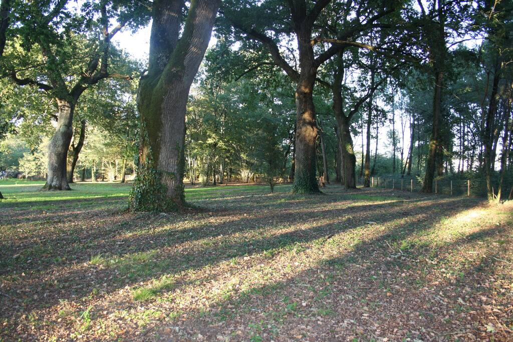 le parc de plus de 5000m2 ( appelé airial ) avec ses chênes centenaires )