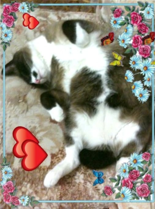 My Cat